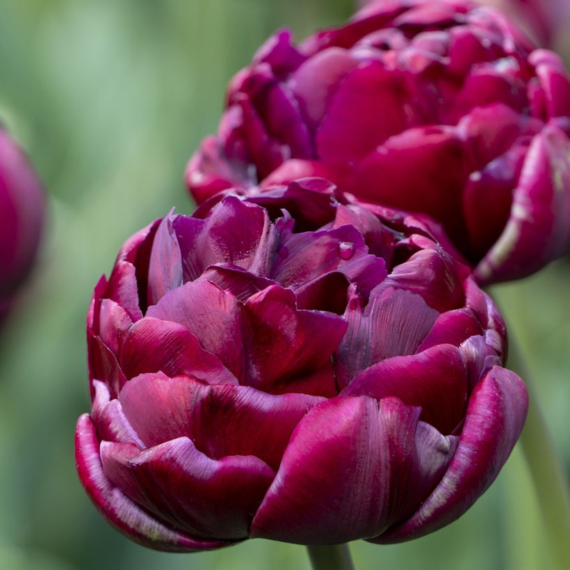 Tulipes doubles tardives en mélange (Flowering)