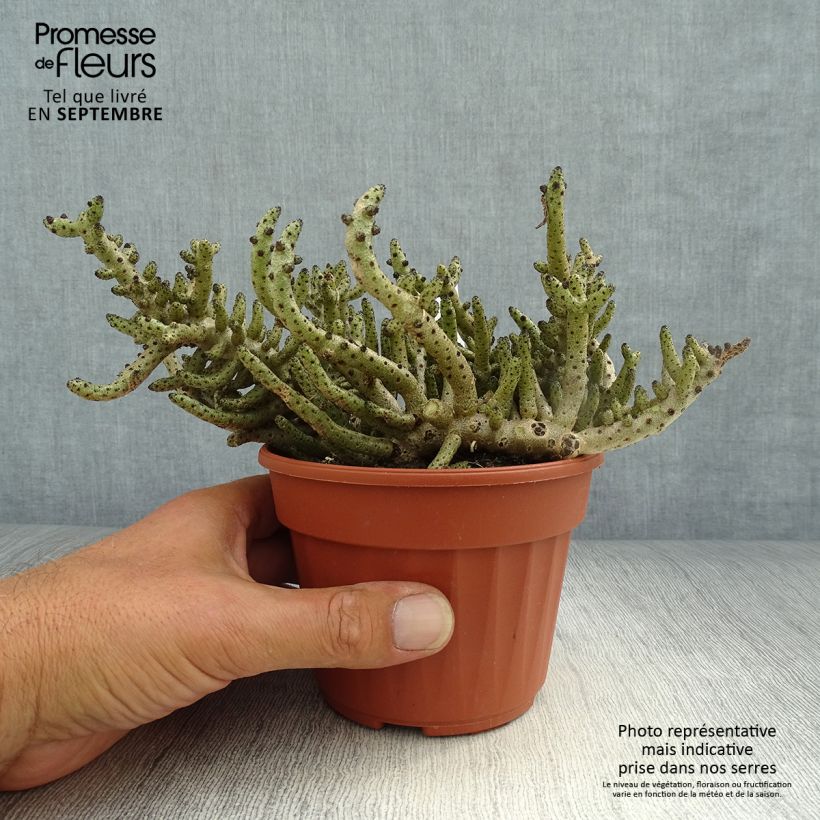 Example of Tylecodon bucholzianus Pot de 12 cm / 13 cm as you get in automne