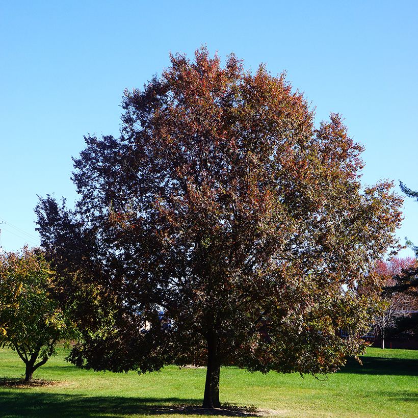 Ulmus Frontier - Orme hybride (Plant habit)