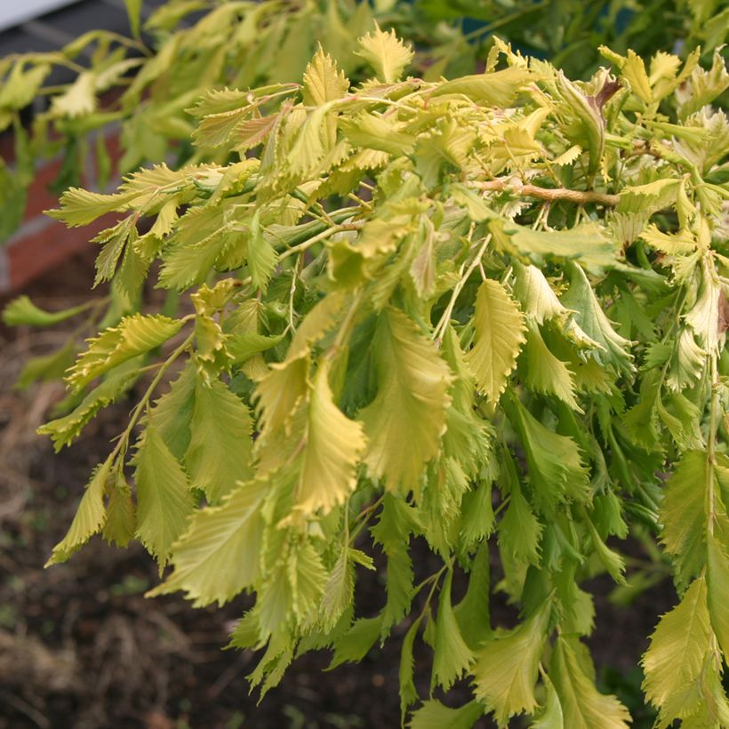 Ulmus  minor Viminalis Aurea - Orme à petites feuilles (Foliage)