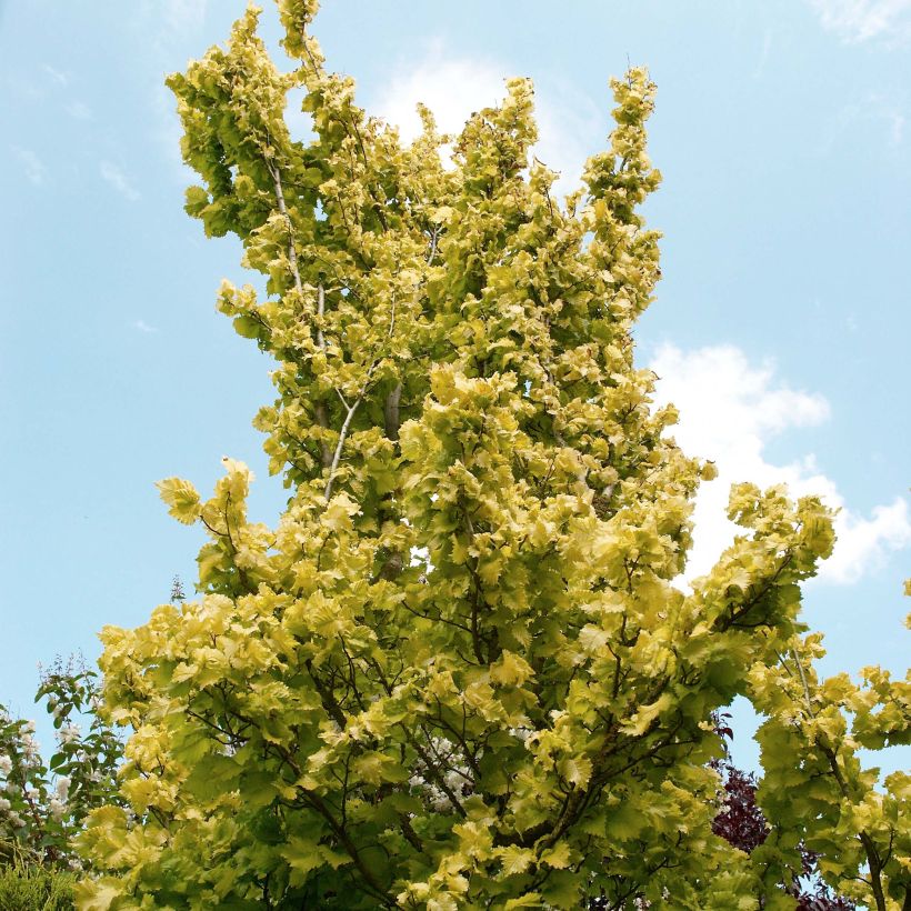 Ulmus hollandica Wredei - Orme doré (Plant habit)