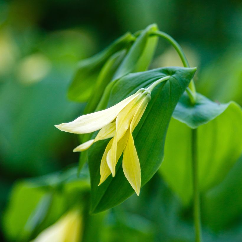 Uvularia grandiflora var. pallida (Flowering)