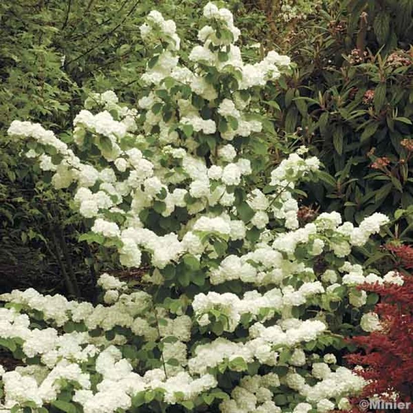 Viorne - Viburnum plicatum Popcorn (Plant habit)