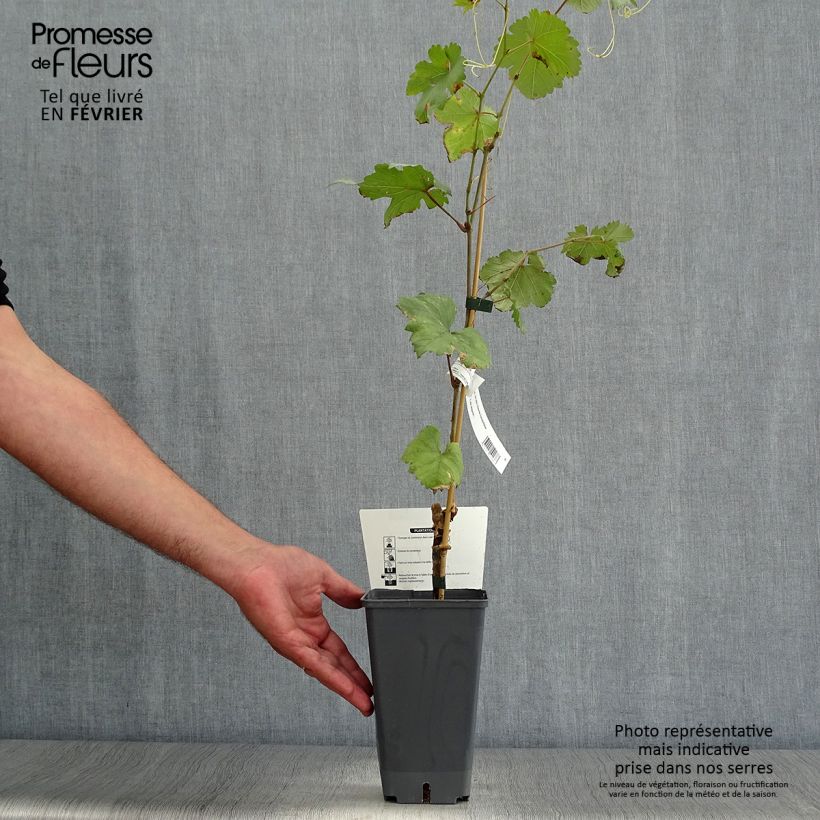 Example of Vigne Chasselas Fontainebleau Pot de 2L/3L as you get in automne