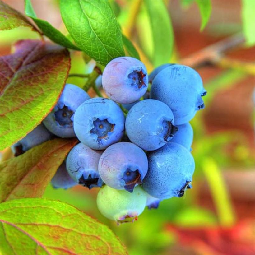 Vaccinium Tophat - myrtillier d'Amérique (Harvest)