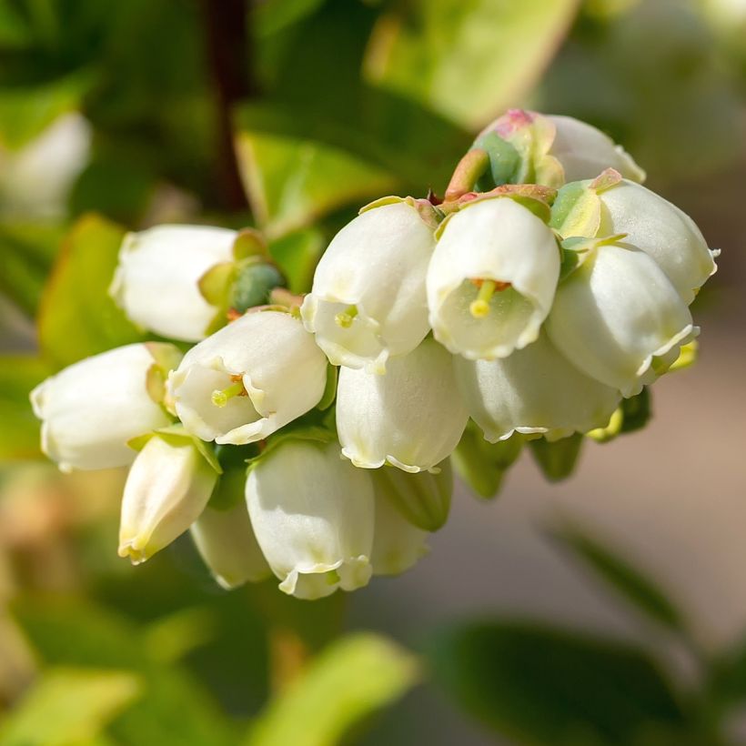 Myrtille d'Amérique - Vaccinium corymbosum Brigitta (Flowering)