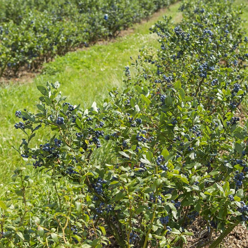Myrtille d'Amérique - Vaccinium corymbosum Brigitta (Plant habit)