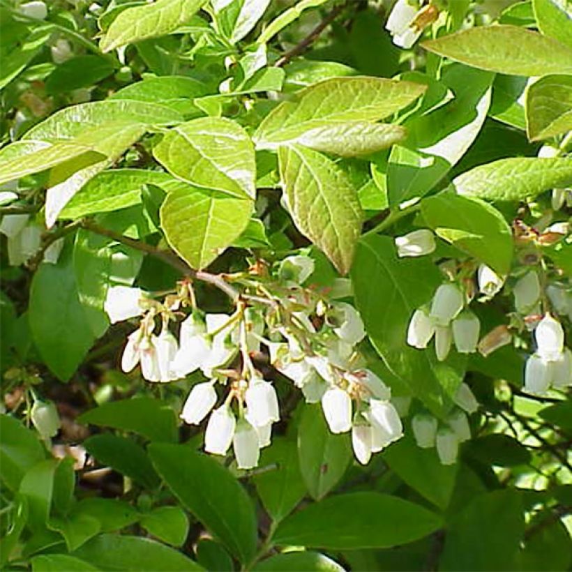 Myrtillier Chandler - Vaccinium corymbosum (Foliage)