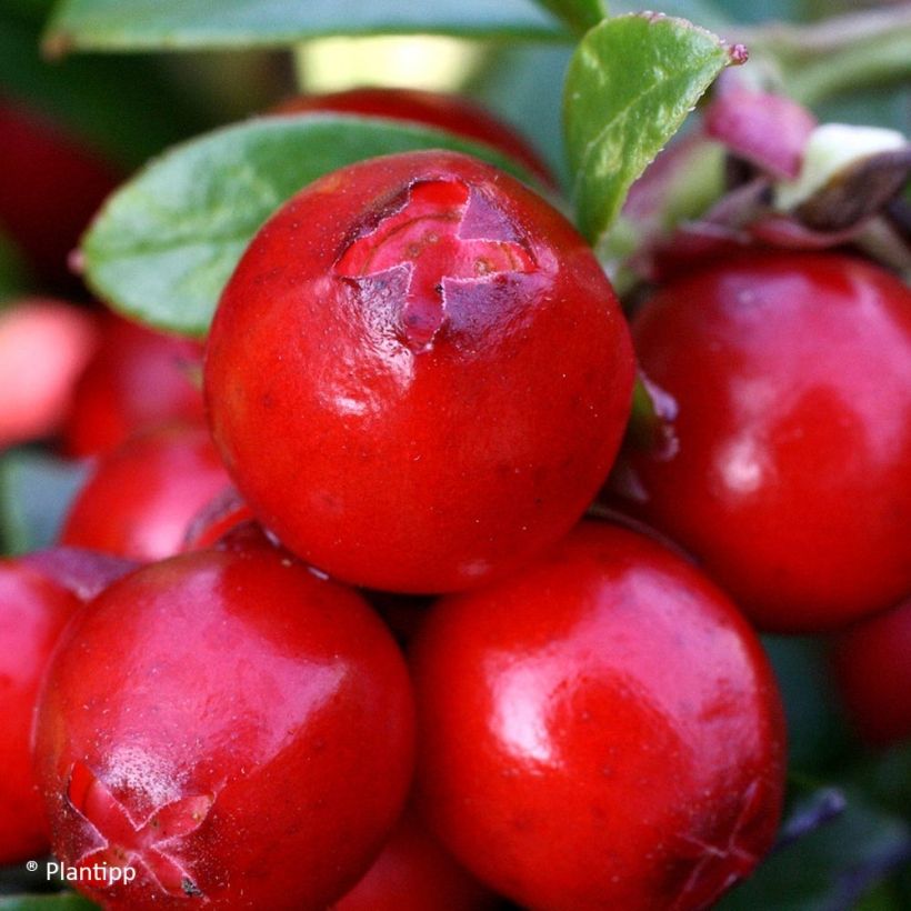 Vaccinium vitis-idaea Miss Cherry - Airelle rouge  (Harvest)