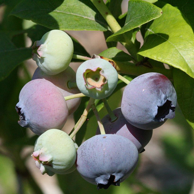 Myrtillier Patriot - Vaccinum corymbosum (Harvest)