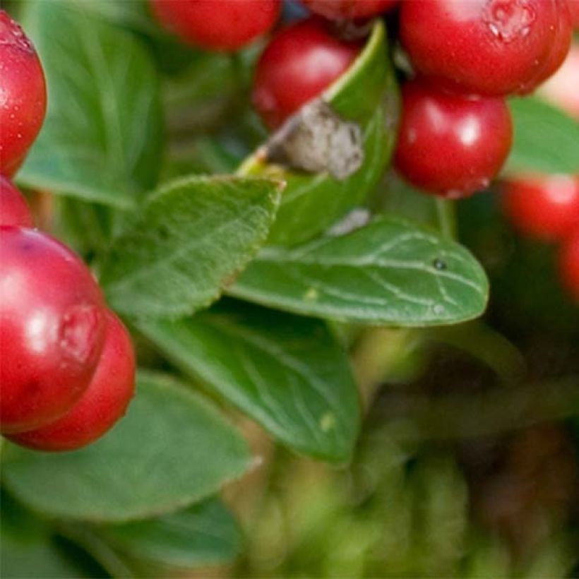 Airelle rouge Red Candy - Vaccinum vitis-idaea (Foliage)