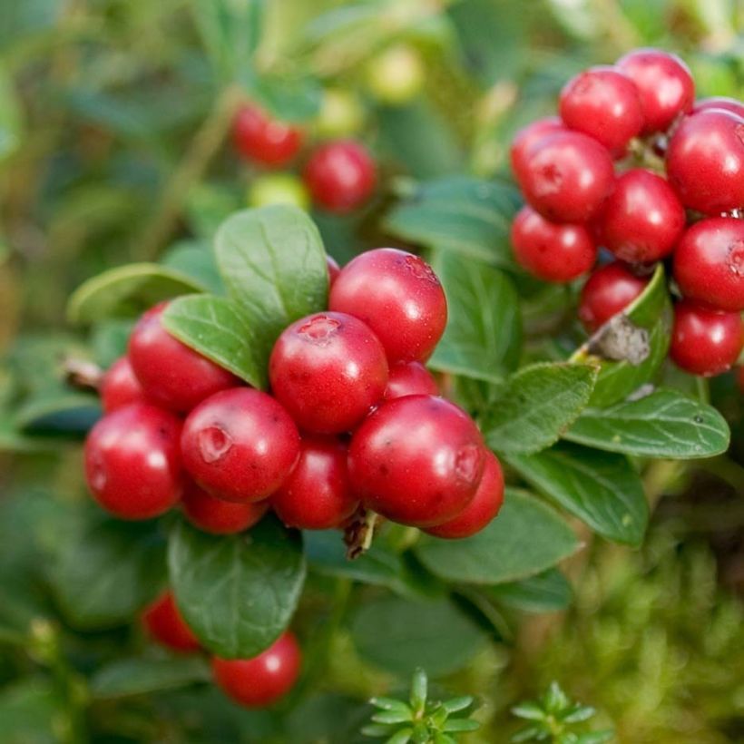 Airelle rouge Red Candy - Vaccinum vitis-idaea (Harvest)