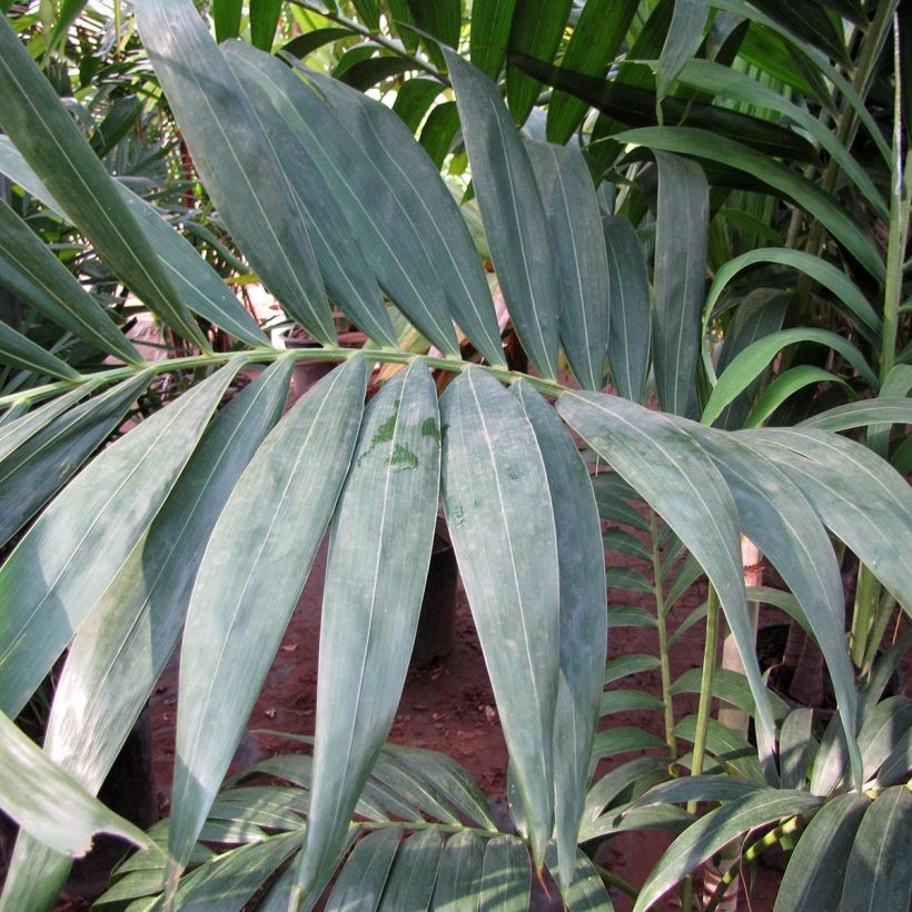 Veitchia joannis - Palmier des îles Fidji (Foliage)