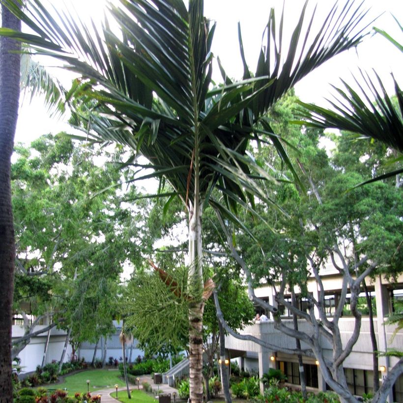 Veitchia joannis - Palmier des îles Fidji (Plant habit)