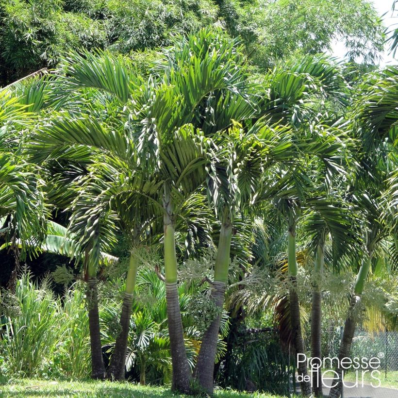 Veitchia merrillii - Palmier de Manille (Plant habit)