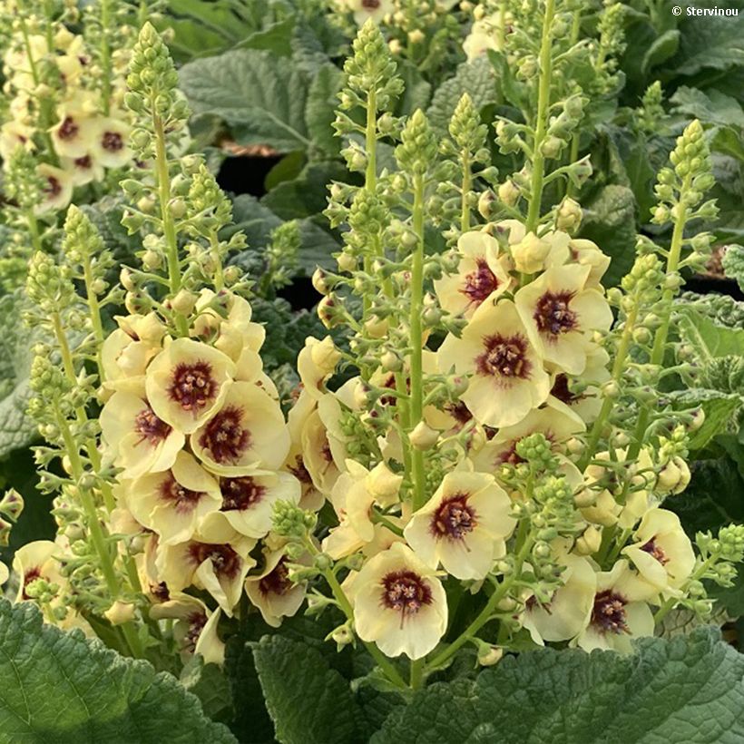 Verbascum Dark Eyes - Molène hybride (Flowering)