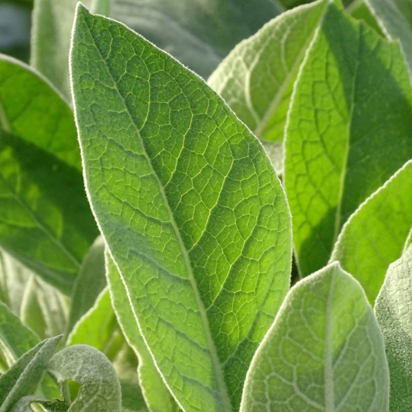 Verbascum Polarsommer - Molène argentée (Foliage)