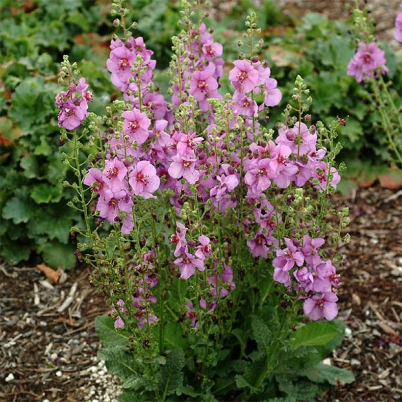 Verbascum Sugar Plum - Molène hybride (Plant habit)