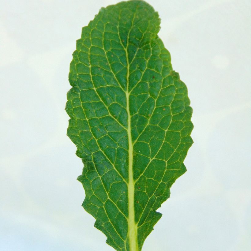 Verbascum Sugar Plum - Molène hybride (Foliage)