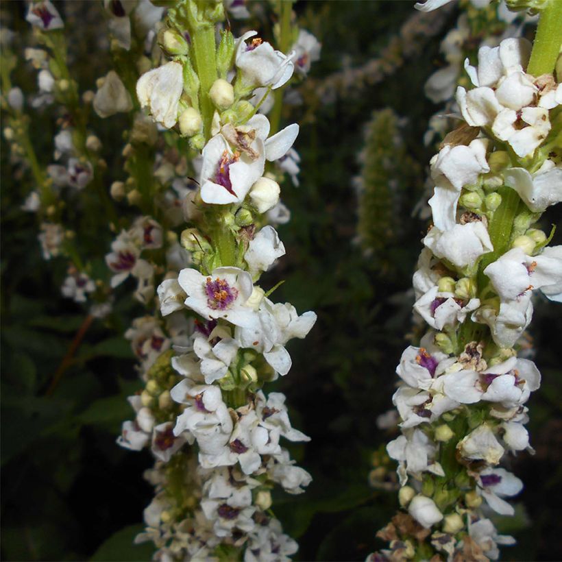 Verbascum chaixii Album - Molène de Chaix (Flowering)