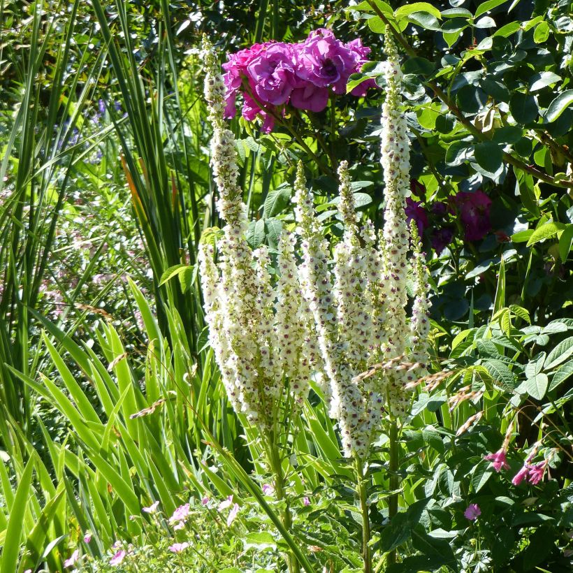 Verbascum chaixii Album - Molène de Chaix (Plant habit)