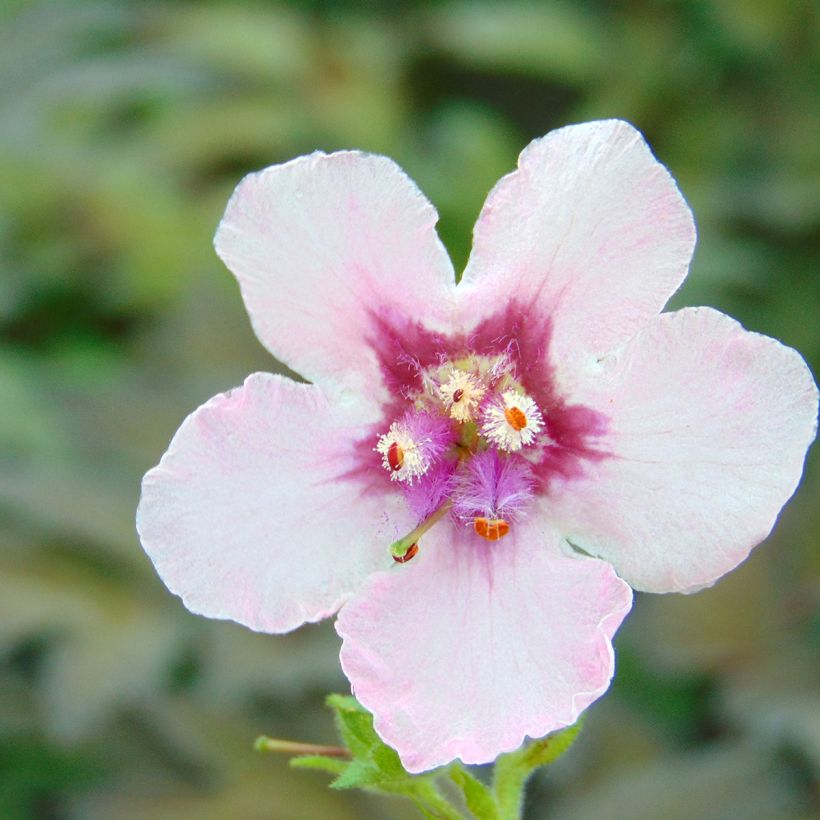 Verbascum hybride Pink Domino - Molène hybride (Flowering)