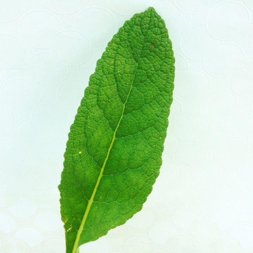 Verbascum phlomoides Spica - Molène blanche (Foliage)
