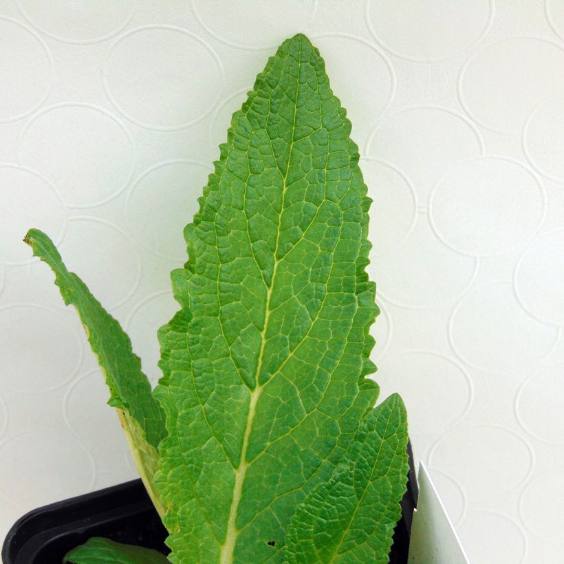 Verbascum phoeniceum Flush of White - Molène (Foliage)