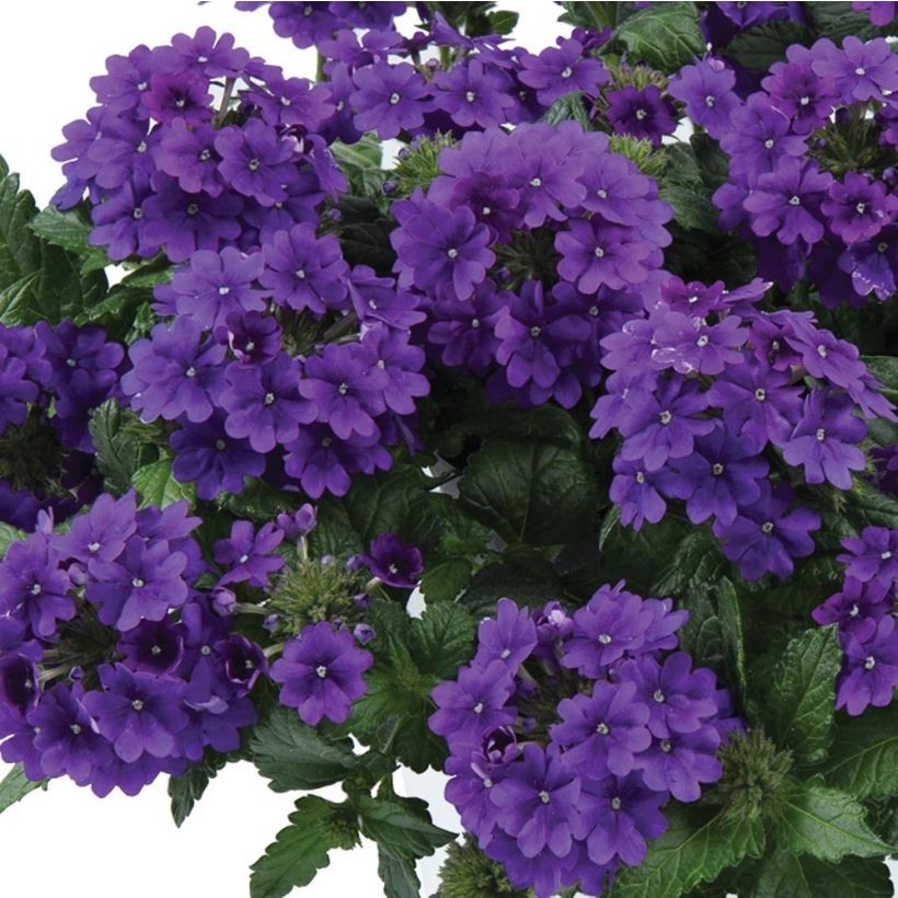 Verveine Virgo up Purple (Flowering)