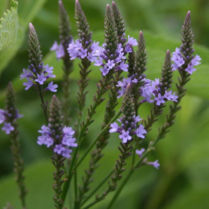 Verveine - Verbena hastata (Flowering)