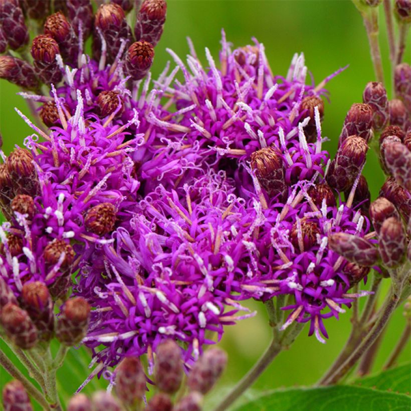 Vernonia fasciculata (Flowering)