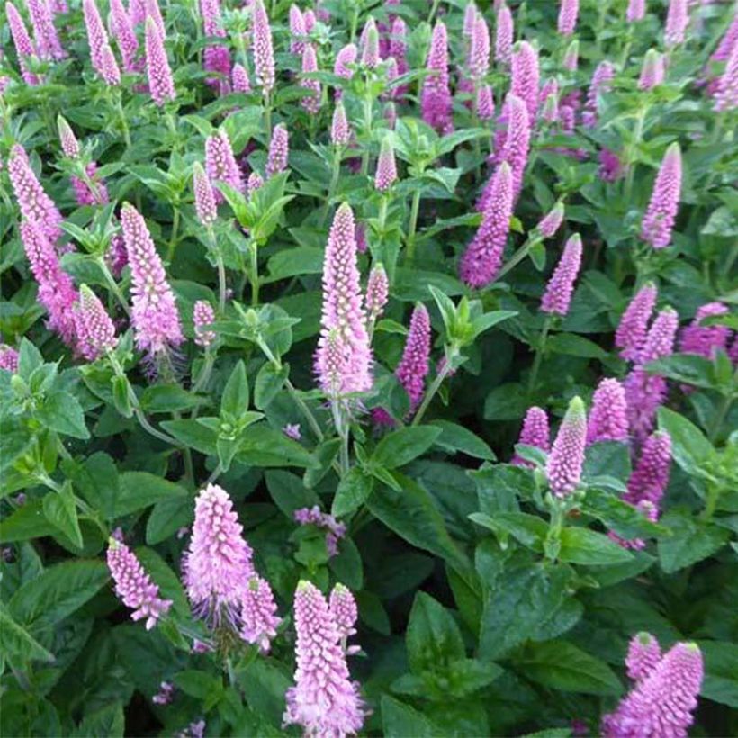 Veronica spicata First Love - Véronique (Flowering)