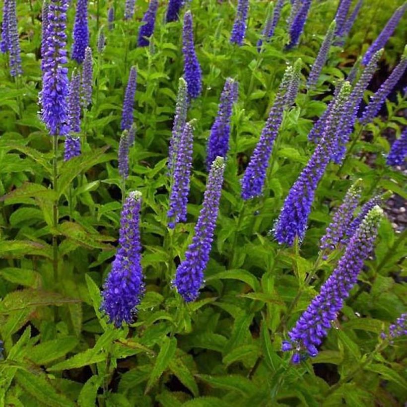 Veronica Sunny Border Blue - Véronique en épis Sunny Border Blue (Plant habit)