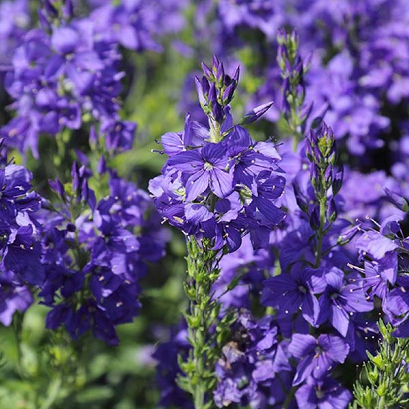 Veronica austriaca Knallblau - Véronique d'Autriche (Flowering)