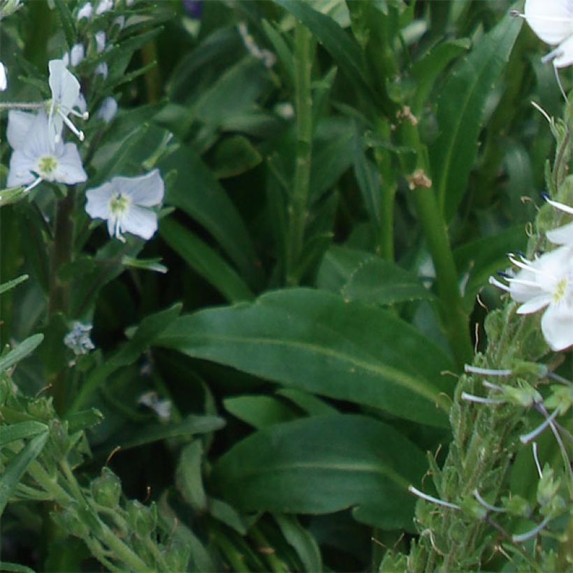 Veronica gentianoides - Véronique du Caucase (Foliage)