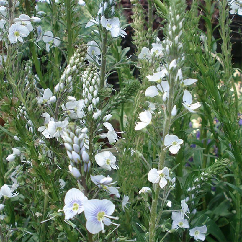 Veronica gentianoides - Véronique du Caucase (Flowering)