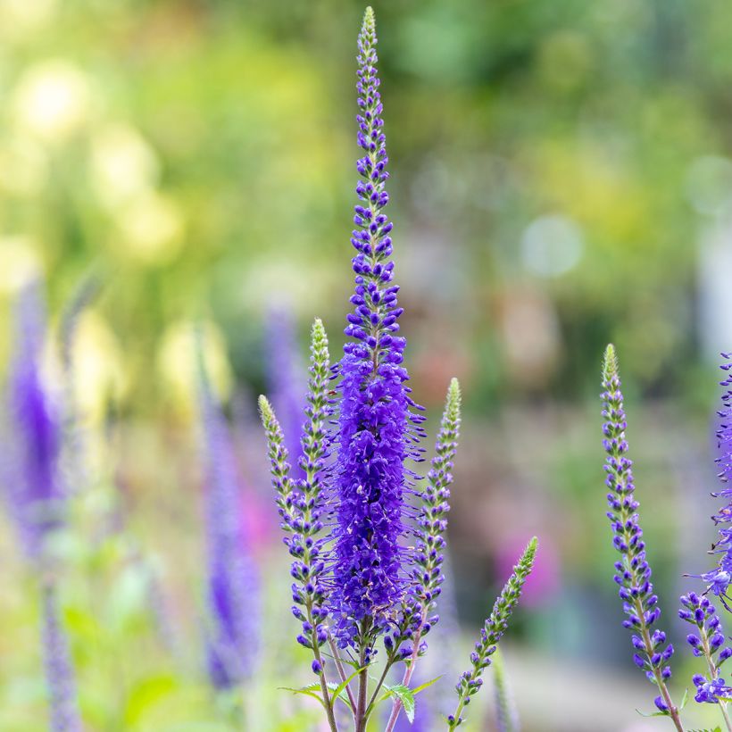 Veronica longifolia First Glory - Véronique à longues feuilles (Flowering)