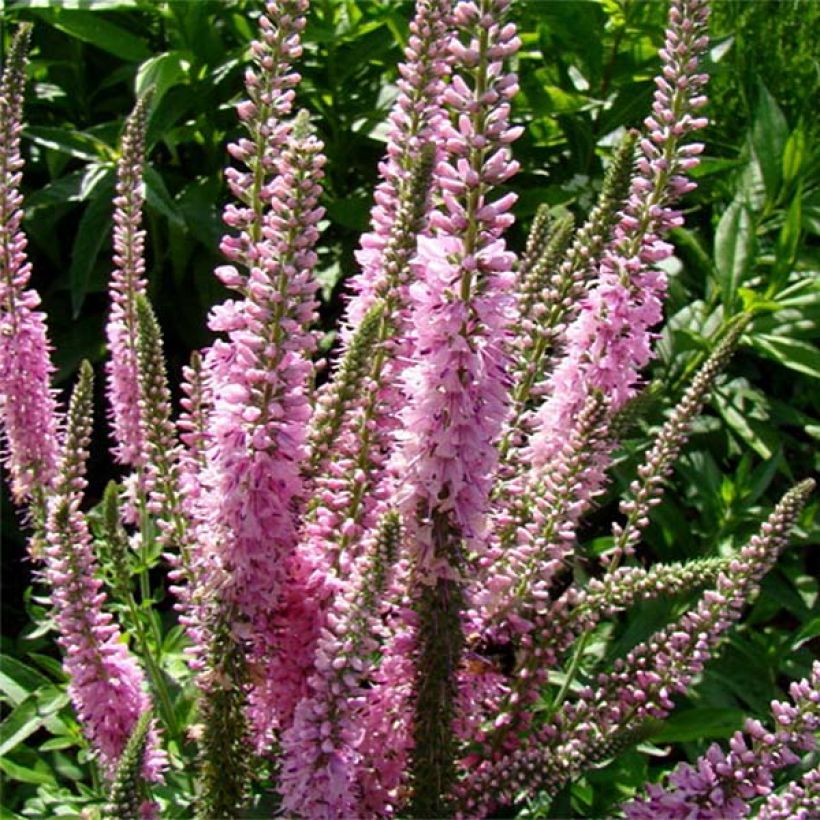 Veronica longifolia Pink Damask - Véronique à longues feuilles (Flowering)