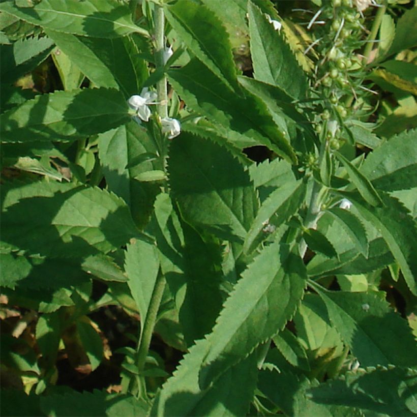Veronica longifolia Schneeriesin - Véronique blanche à longues feuilles (Foliage)