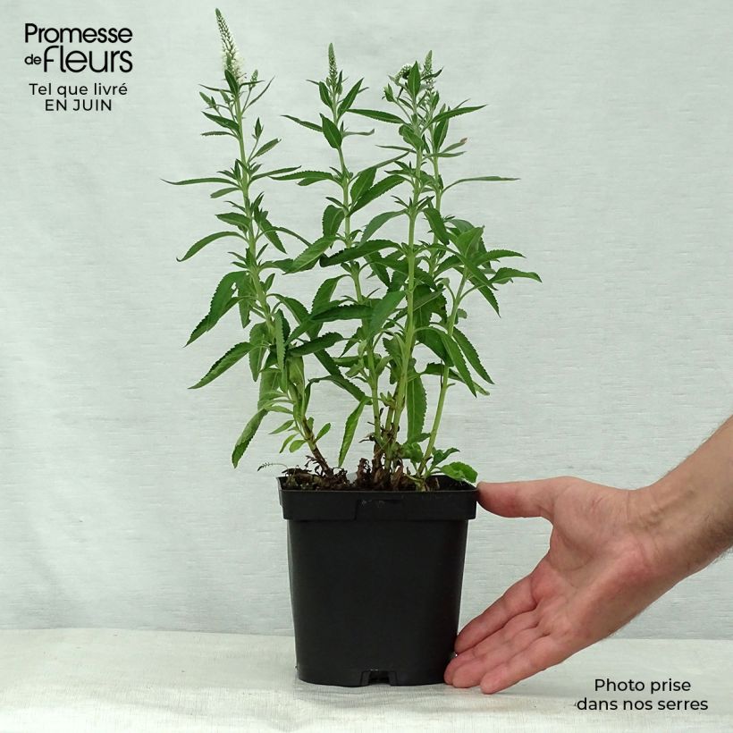 Example of Veronica spicata Alba - Véronique en épis blanche Pot de 2L/3L as you get in ete