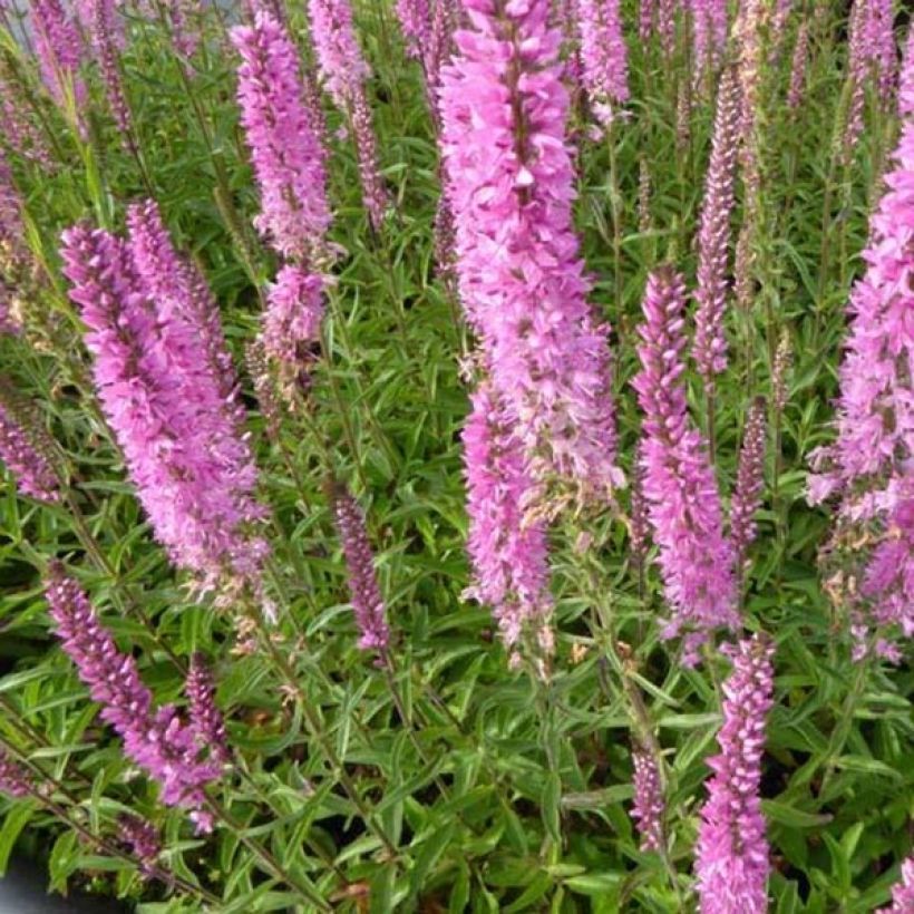 Veronica spicata Barcarolle - Véronique en épi Barcarolle (Foliage)
