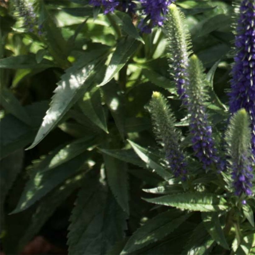 Veronica spicata Blue Candles - Véronique en épis (Foliage)