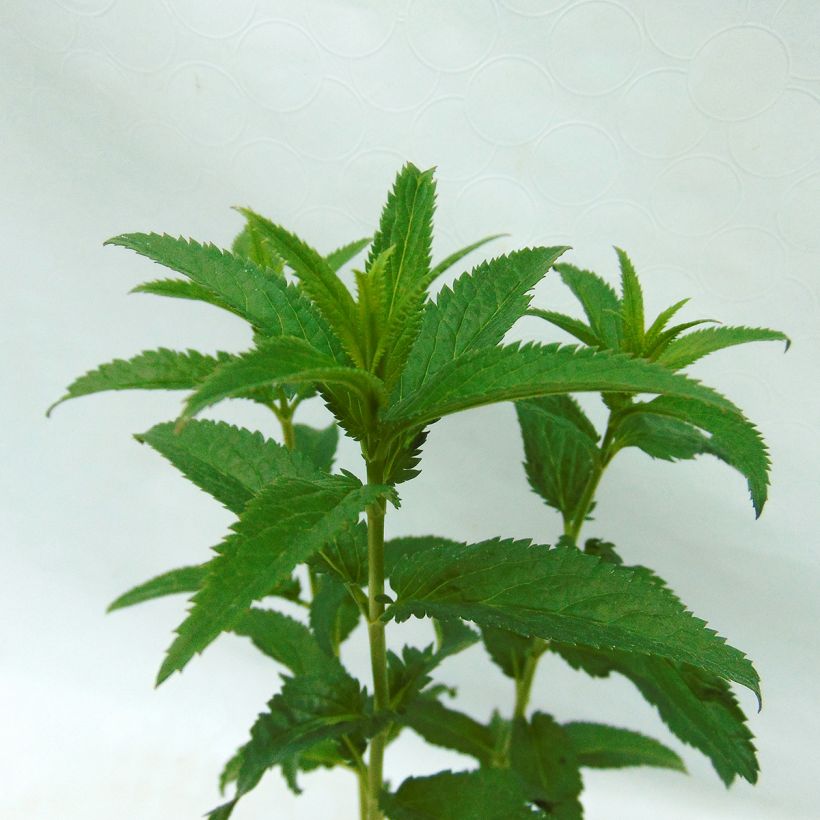 Veronica spicata First Love - Véronique (Foliage)
