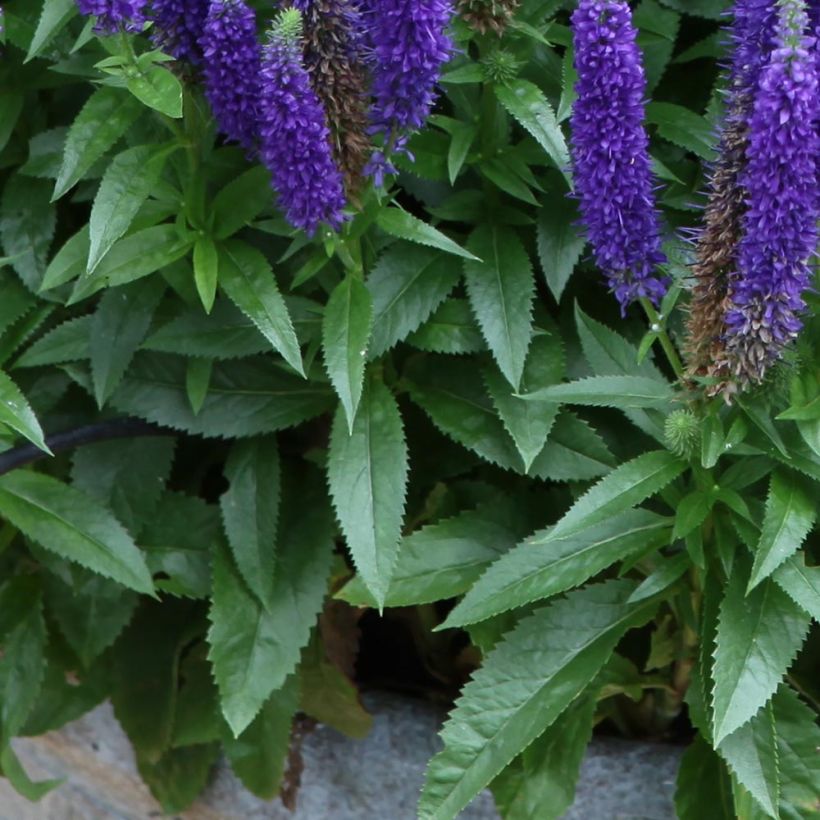 Veronica spicata Royal Candles - Véronique en épis (Foliage)