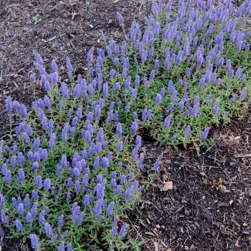 Veronica spicata Nana Blue - Véronique en épis (Plant habit)