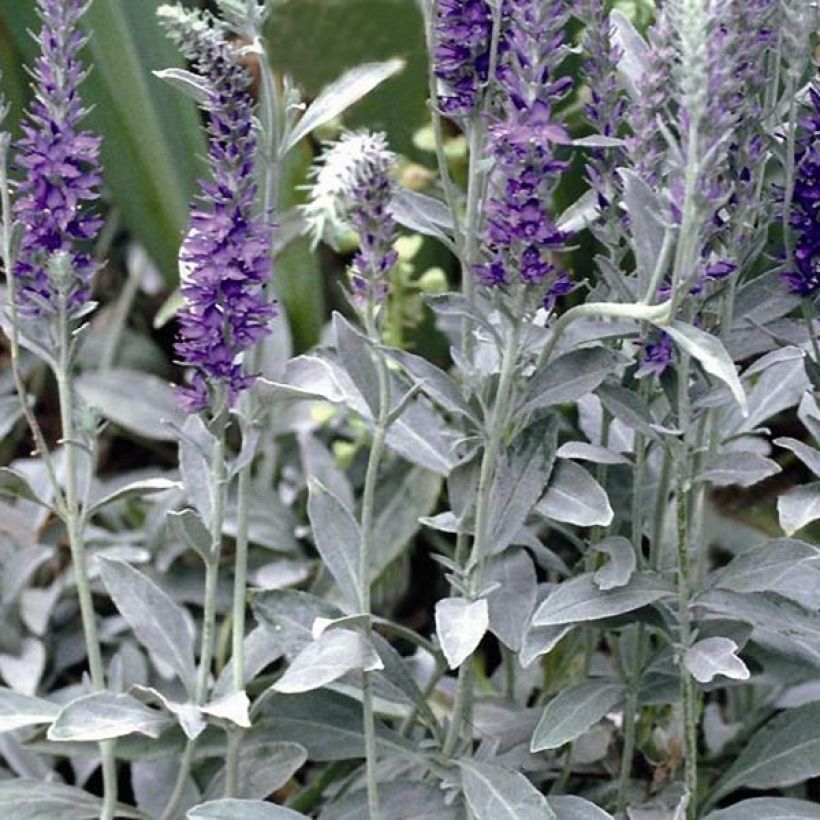 Veronique Silbersee - Veronica spicata subsp incana Silbersee (Foliage)
