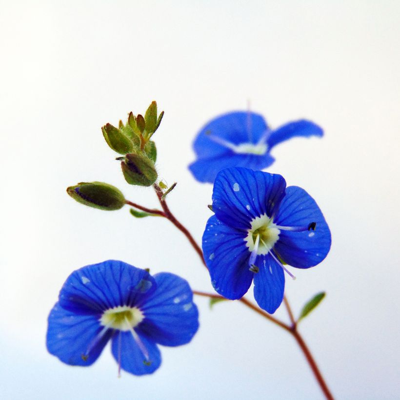 Veronica umbrosa Georgia Blue - Véronique rampante (Flowering)