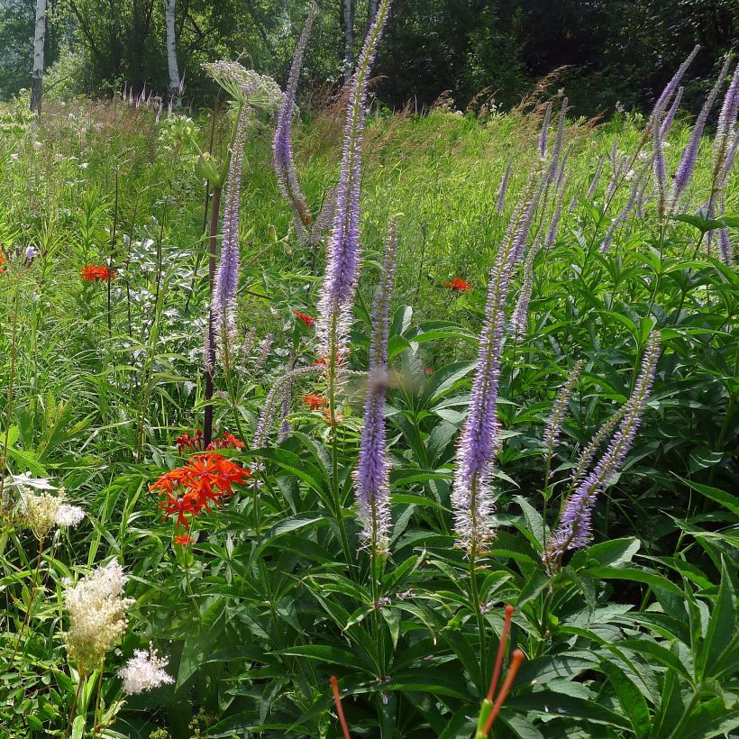 Veronicastrum sibiricum - Véronique de Sibérie (Plant habit)