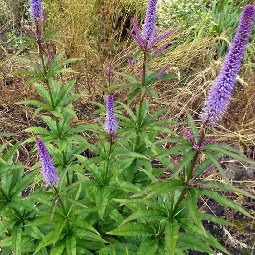 Veronicastrum virginicum Cupid - Véronique Cupid (Plant habit)