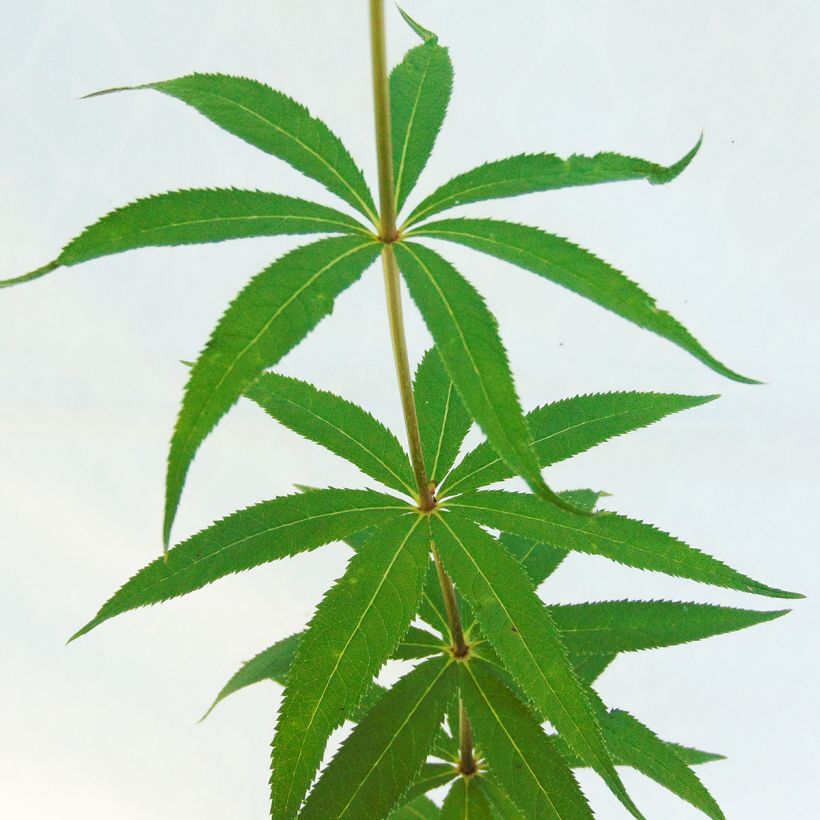 Veronicastrum virginicum Fascination - Véronique de Virginie (Foliage)